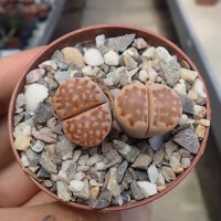 Lithops julii ssp. fulleri v. brunnea