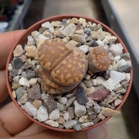 Lithops julii ssp. fulleri v. brunnea