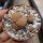 Lithops julii ssp. fulleri v. brunnea