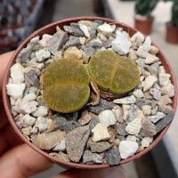 Lithops lesliei ssp. lesliei v. lesliei, Storms...