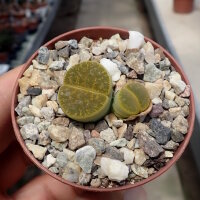 Lithops lesliei ssp. lesliei v. lesliei, Storms...