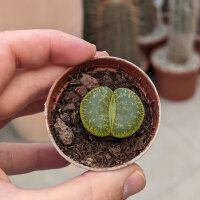 Lithops lesliei ssp. lesliei v. lesliei, Storms Albinigold C 036b