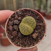 Lithops lesliei ssp. lesliei v. lesliei, Storms Albinigold C 036b