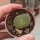 Lithops lesliei ssp. lesliei v. lesliei, Storms Albinigold C 036b