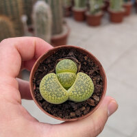 Lithops marmorata v. marmorata diutina C 260