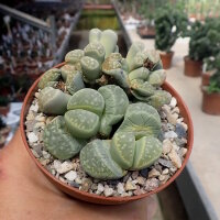 Lithops marmorata v. marmorata diutina C 260