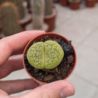 Lithops marmorata v. marmorata diutina C 260