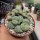 Lithops marmorata v. marmorata diutina C 260