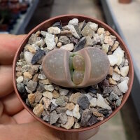 Lithops olivacea