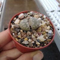 Lithops otzeniana