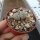 Lithops otzeniana