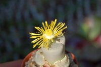 Lithops pseudotruncatella