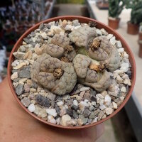 Lithops pseudotruncatella v. pseudotruncatella alpina