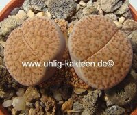 Lithops spec.