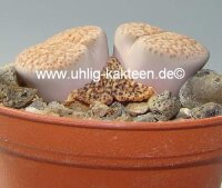 Lithops spec.