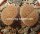 Lithops spec.