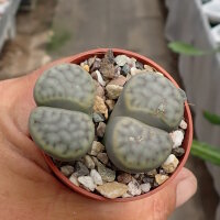 Lithops verruculosa