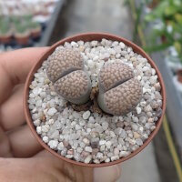 Lithops verruculosa