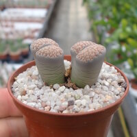 Lithops verruculosa