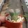 Lithops verruculosa