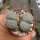 Lithops verruculosa