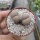 Lithops verruculosa