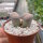 Lithops verruculosa