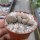 Lithops verruculosa