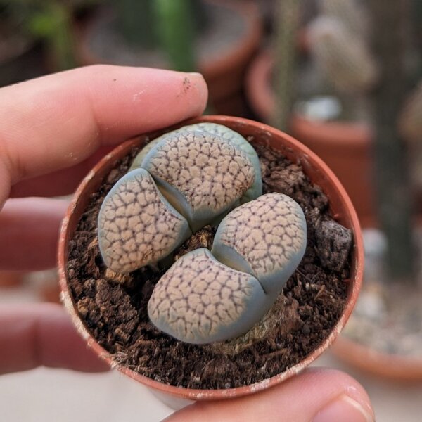 Lithops verruculosa v. inae C 095