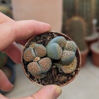 Lithops verruculosa v. inae C 095