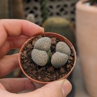 Lithops verruculosa v. inae C 095