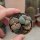 Lithops verruculosa v. inae C 095