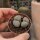 Lithops verruculosa v. inae C 095
