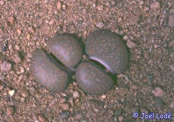 Lithops villetii ssp. kennedyi C 197