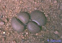 Lithops villetii ssp. kennedyi C 197