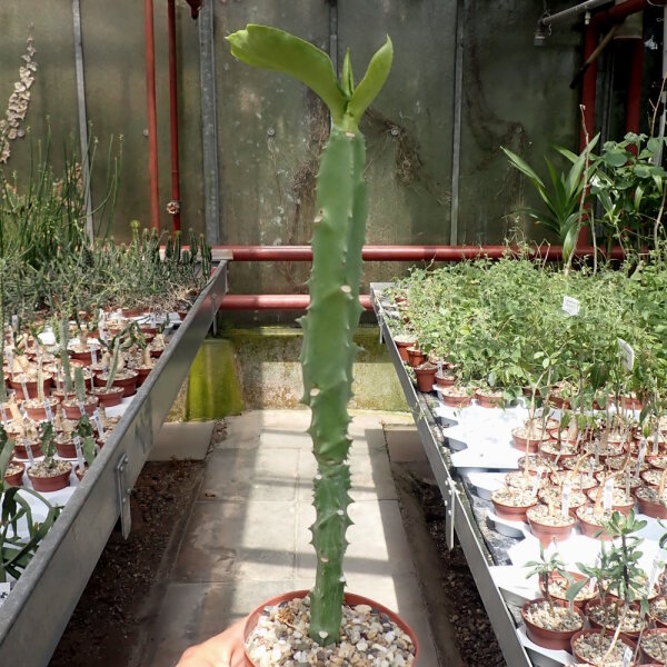 Monadenium arborescens