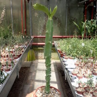 Monadenium arborescens