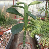 Monadenium arborescens