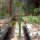 Monadenium arborescens