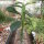 Monadenium arborescens