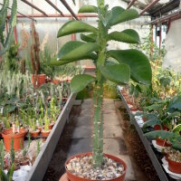 Monadenium lugardae