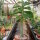 Monadenium lugardae