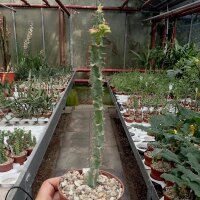 Monadenium magnificum