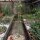 Monadenium magnificum