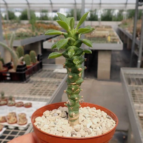 Monadenium schubei-Hybr.