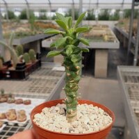 Monadenium schubei-Hybr.