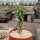 Monadenium schubei-Hybr.