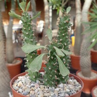 Monadenium spec. R 50590