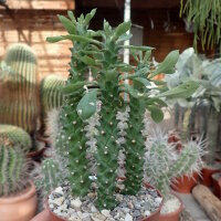 Monadenium spec. R 50590
