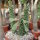 Monadenium spec. R 50590